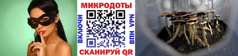 купить наркоту  Таруса  Галлюциногенные грибы Psilocybine cubensis 